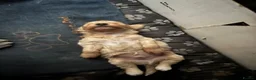 Maltipoo dogs for sale: Maltipoo male puppie  - Advert 5