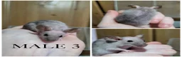Mouse rodents for sale: Male Mice - Advert 4