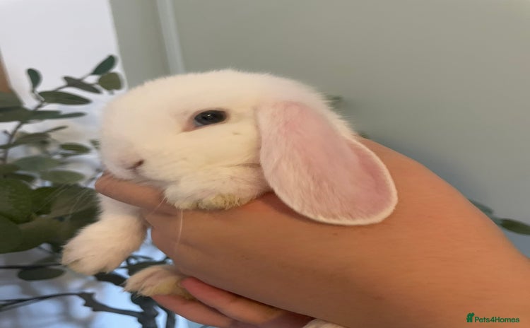 Mini Lop rabbits - Advert 4