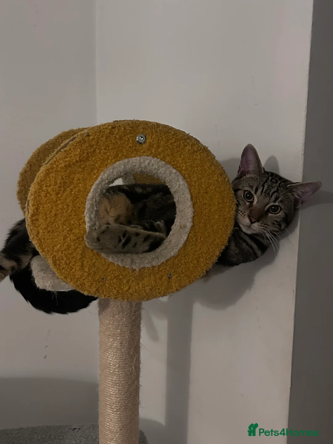 Bengal cats for sale: Beautiful Bengal Male Kitten For Sale  - Advert 2