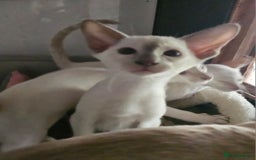 Siamese cats for sale: Two Male Siamese Kittens Looking for New Slaves - Image 2
