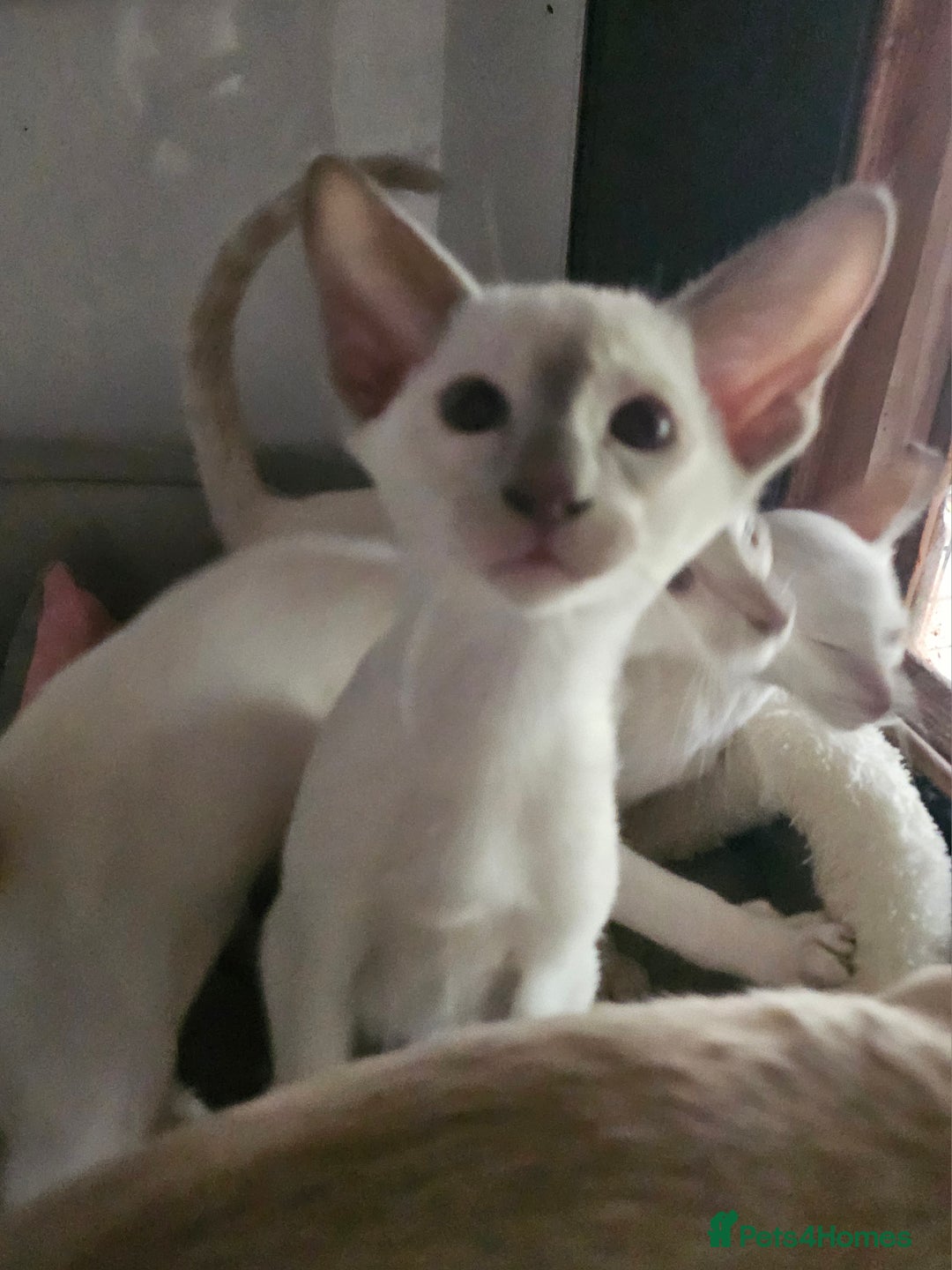 Siamese cats for sale: Two Male Siamese Kittens Looking for New Slaves - Image 2