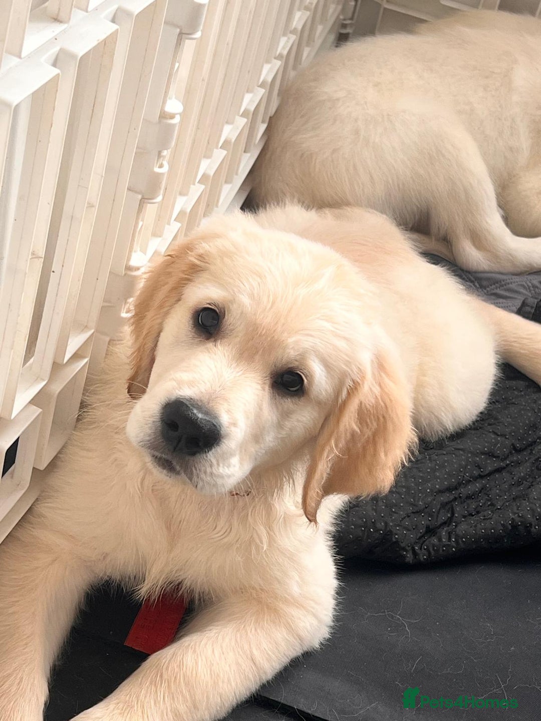Golden Retriever dogs for sale: Only 2 left!Fully vaccinated !£1000 - Image 3