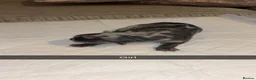 Cane Corso dogs for sale: Cane corso pups  in Nuneaton - Advert 9