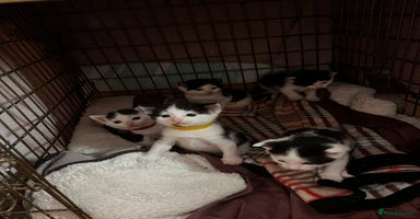 Mixed Breed cats - Advert 15