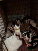 Mixed Breed cats - Advert 6