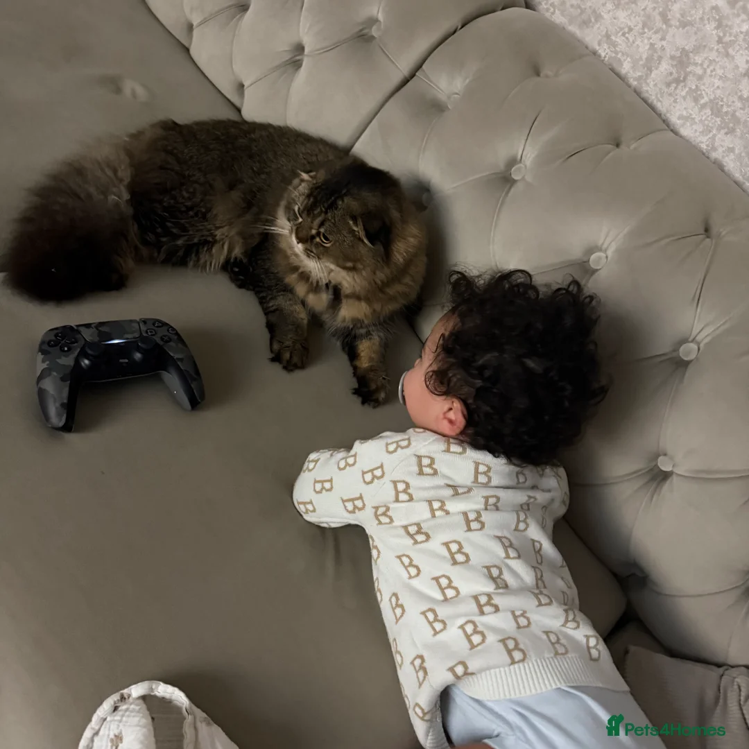 Scottish Fold cats for sale: Longhair Scottish Fold  - Advert 5