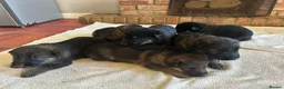 German Shepherd dogs for sale: Quality Litter GSD Puppy’s @ Icepack - Advert 3