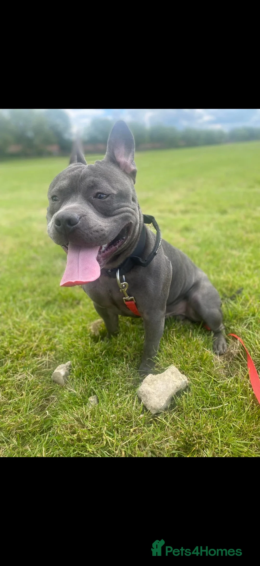 Mixed Breed dogs for sale: Bowser – 3-year-old Staffy x pocket bully - Advert 2