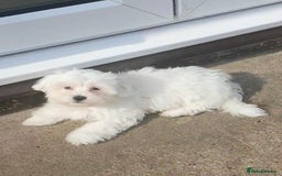 Maltese dogs for sale: Stunning Pure Maltese Puppies - Image 11