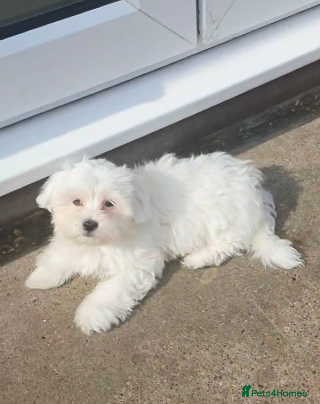 Maltese dogs for sale: Stunning Pure Maltese Puppies - Image 11