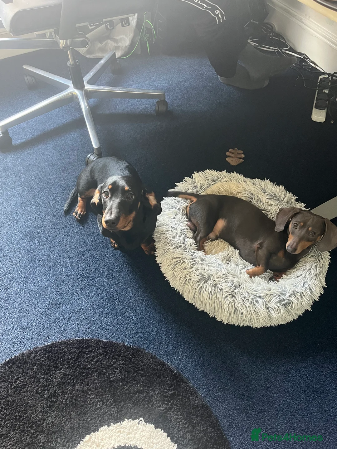 Mixed Breed dogs for sale: Mixed breed Dachshund Rottweiler Female in Warrington - Advert 3