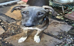 Lurcher dogs for adoption: Norman, young lurcher in rescue - Image 5