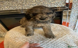 Cockapoo dogs for sale: 5 ⭐️ F1 Cockapoo puppies  - Image 8