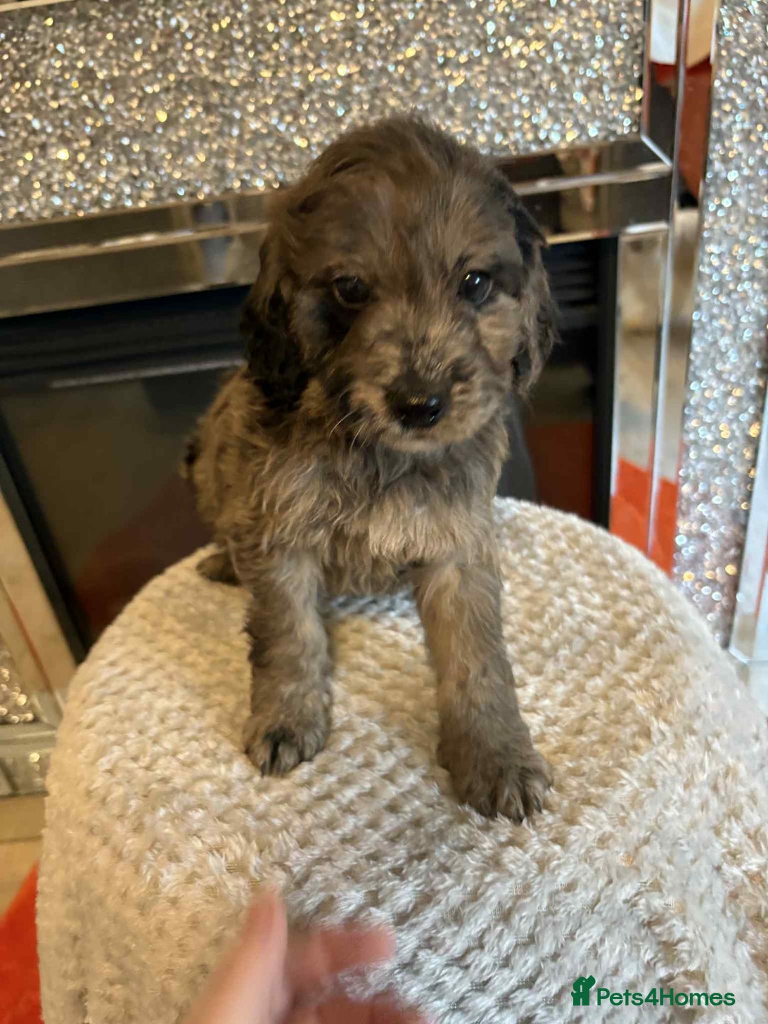 Cockapoo dogs for sale: 5 ⭐️ F1 Cockapoo puppies  - Image 8