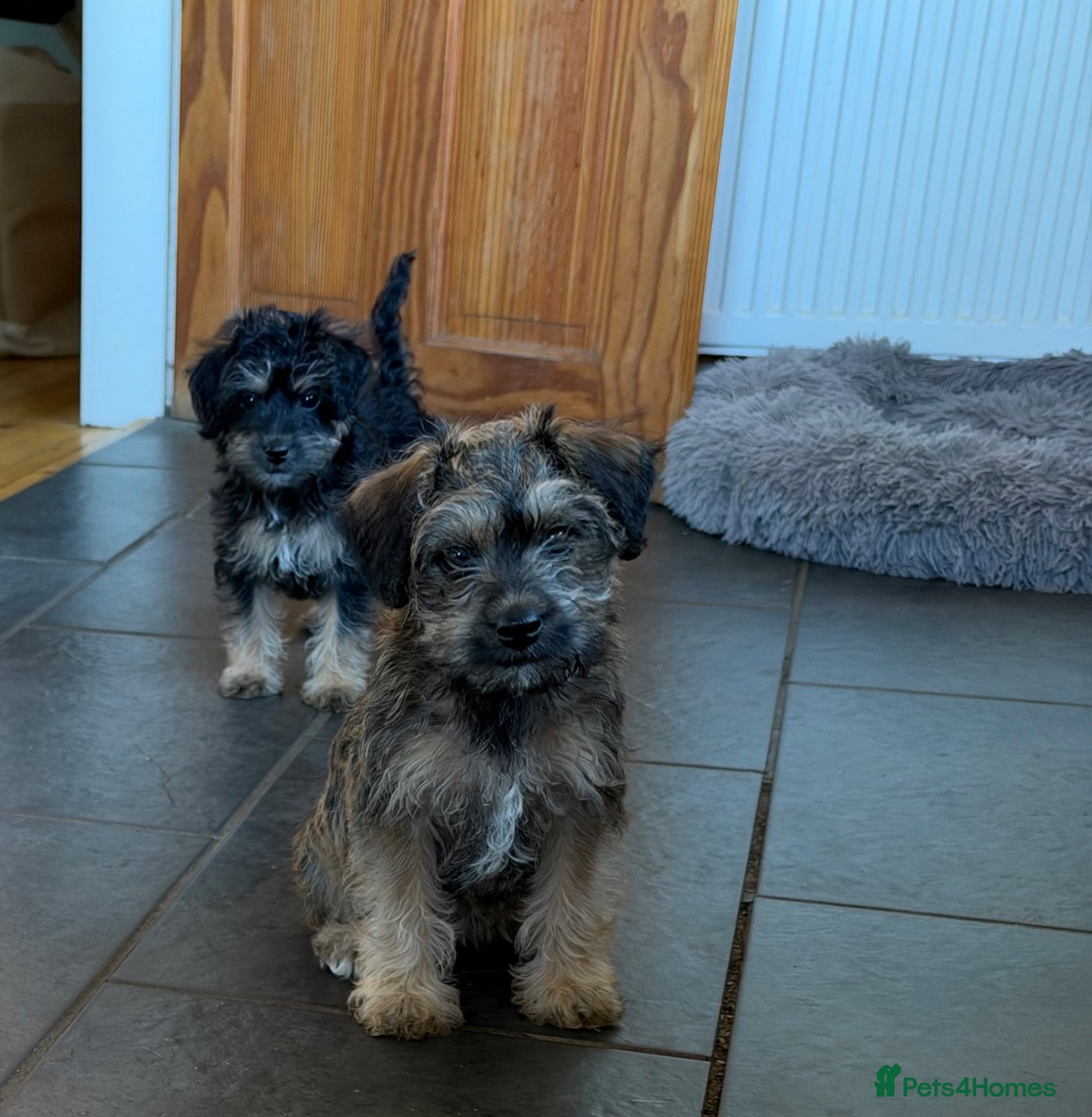 Mixed Breed dogs 2 left no more time wasters - Cute F1 Toy Jackapoo - Advert 5
