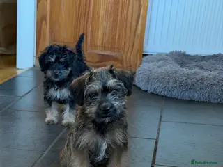 Mixed Breed dogs 2 left no more time wasters - Cute F1 Toy Jackapoo - Advert 5