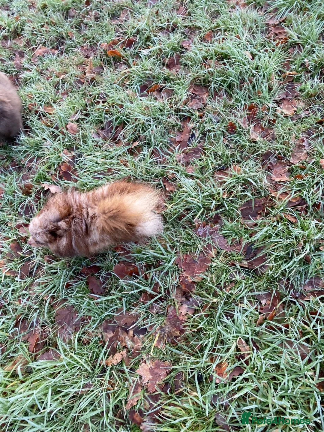 Pomeranian dogs for stud: STUD Chocolate and Tan Merle Blue Eyes Puppy Size in Guildford - Advert 16