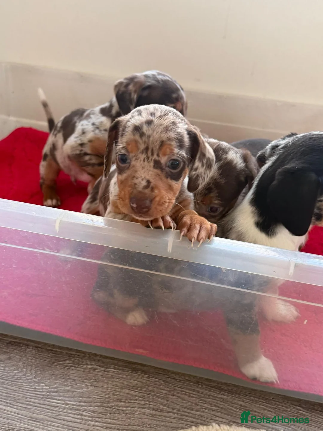 Mixed Breed dogs for sale: Saluki X Dachshund  - Advert 9