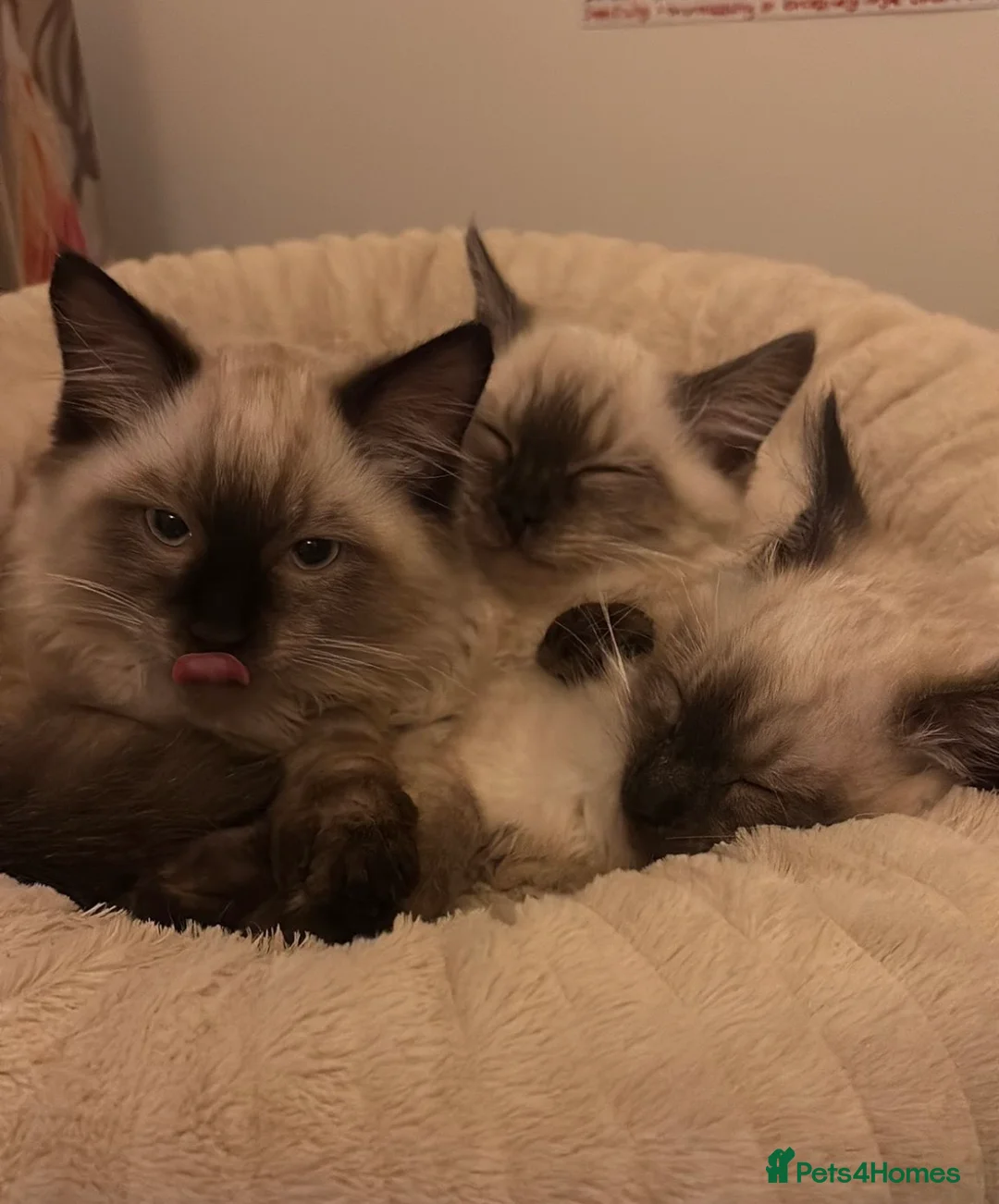 Siberian cats for sale: 6 Full Siberian Kittens  - Advert 2