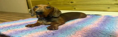 Dachshund Puppy 3