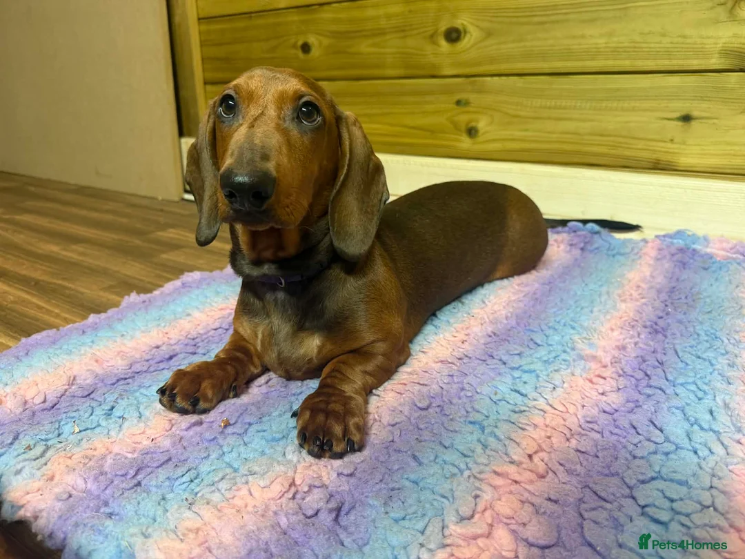 Dachshund dogs for sale: Beautiful show quality standard smooth shaded red in Exeter - Advert 7