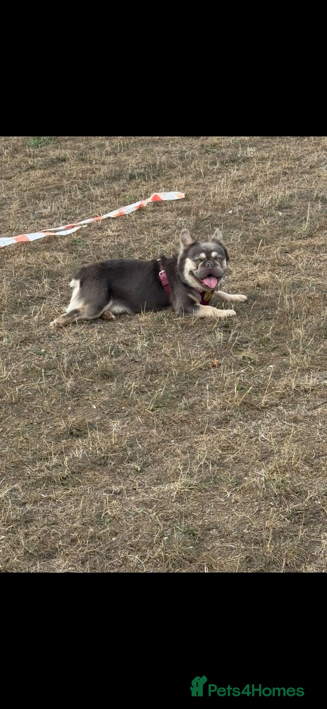 French Bulldog dogs for sale: Beautiful fluffy French bulldog kc reg - Advert 3