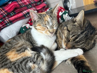 Domestic Shorthair cats Female cats in Walsall - Advert 6