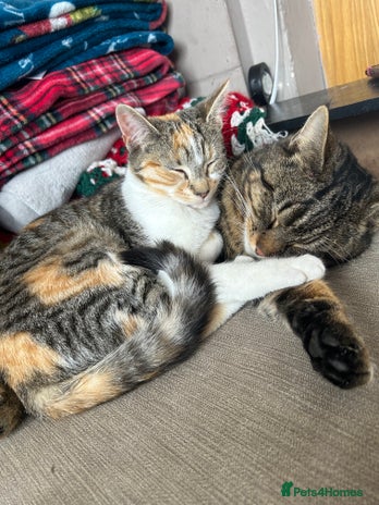 Domestic Shorthair cats Female cats in Walsall - Advert 3