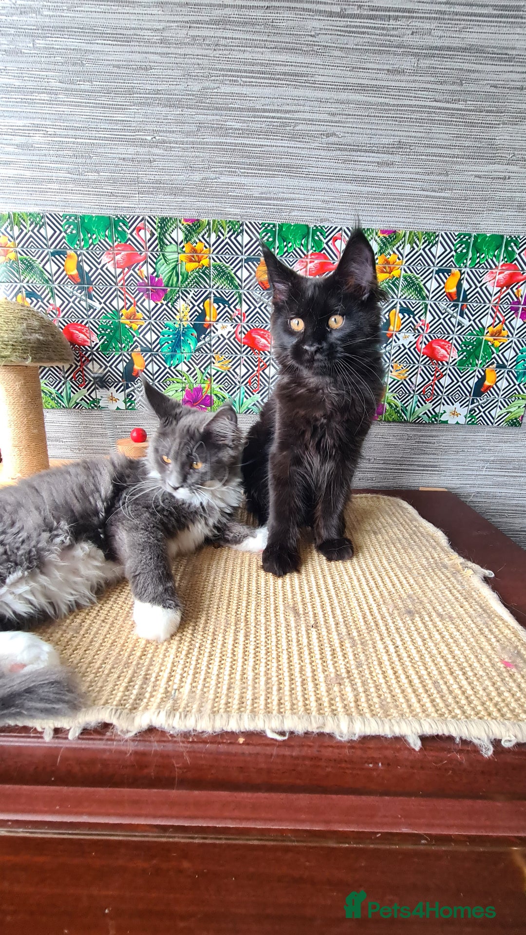 Maine Coon cats for sale: Main coons - Image 15