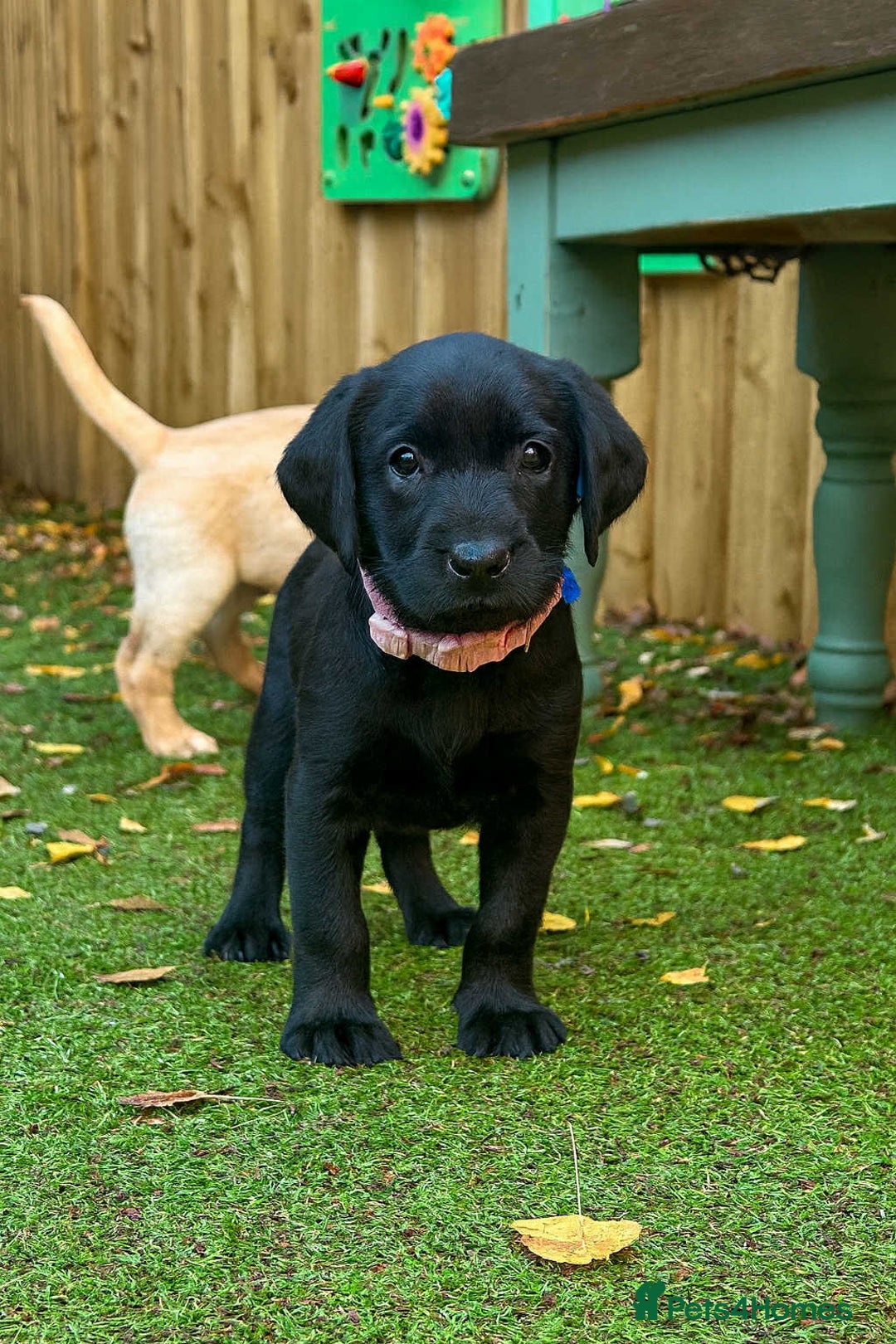 Labrador Retriever dogs for sale: Beautiful Labradors. Ready to go! - Advert 22