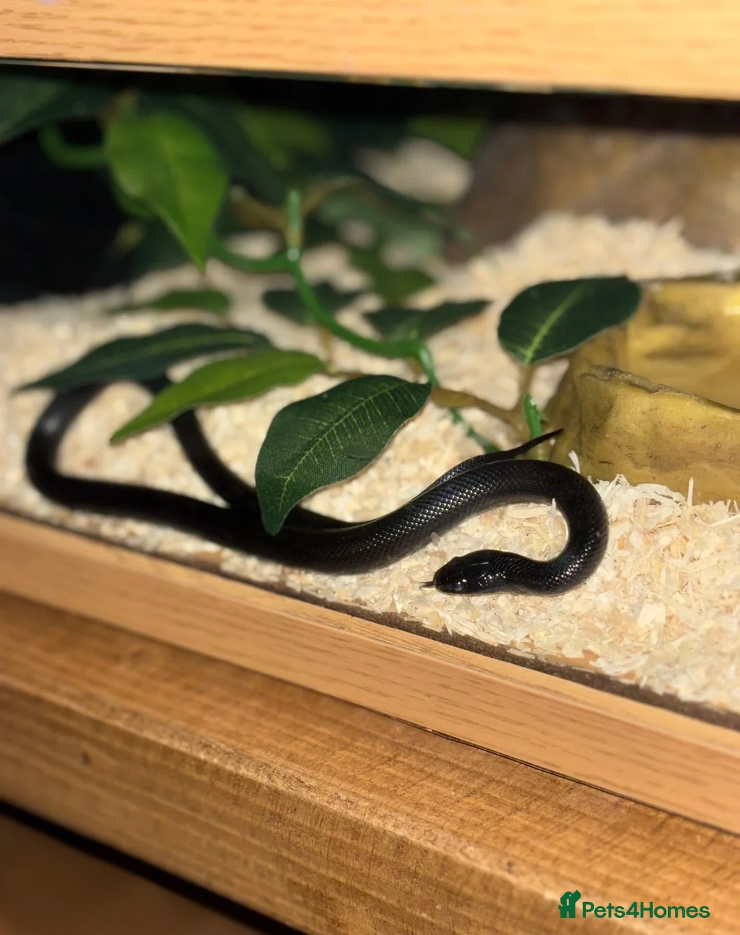 King Snake reptiles for sale: Female Mexican Black King Snake in Paignton - Advert 2