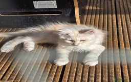 Maine Coon cats for sale: VARIOUS FULL PEDIGREE MAINE COON KITTENS FOR SALE in Rotherham - Image 1