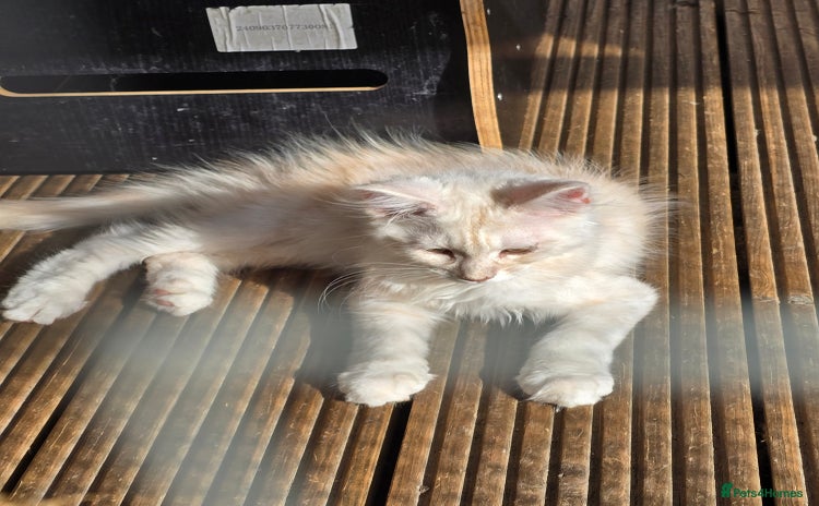 Maine Coon cats in Rotherham - Advert 6