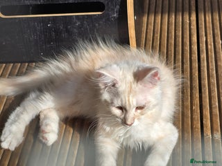 Maine Coon cats in Rotherham - Advert 5