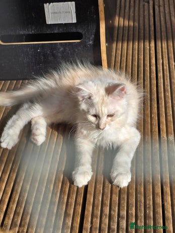 Maine Coon cats in Rotherham - Advert 3