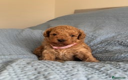 Cavapoo dogs for sale: Beautiful Cavapoo Puppies - Image 4