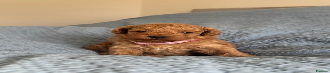 Pink Puppy 