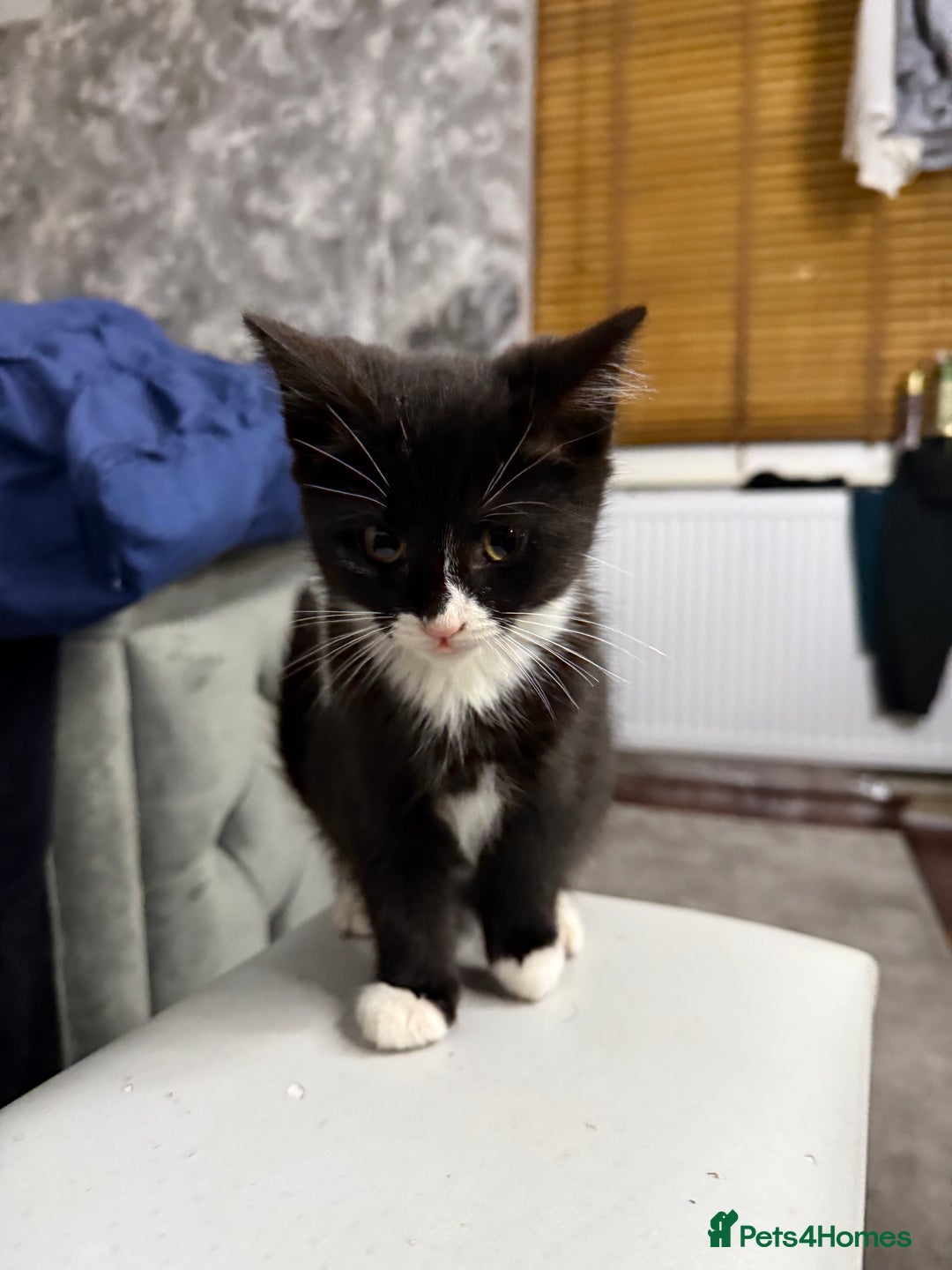 Mixed Breed cats for sale: 10-Week-Old Playful Kittens Seeking Loving Homes - Advert 7