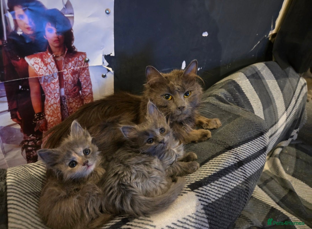 Nebelung cats for sale: 2 Grey Fluffy Grey Kittens For Sale - Image 6