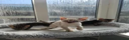 Bengal cats for sale: Bengal Kittens(Marble and Snow bengal available) - Advert 13