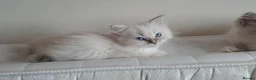 Ragdoll cats for sale: Ragdoll Kittens ready now - Advert 13