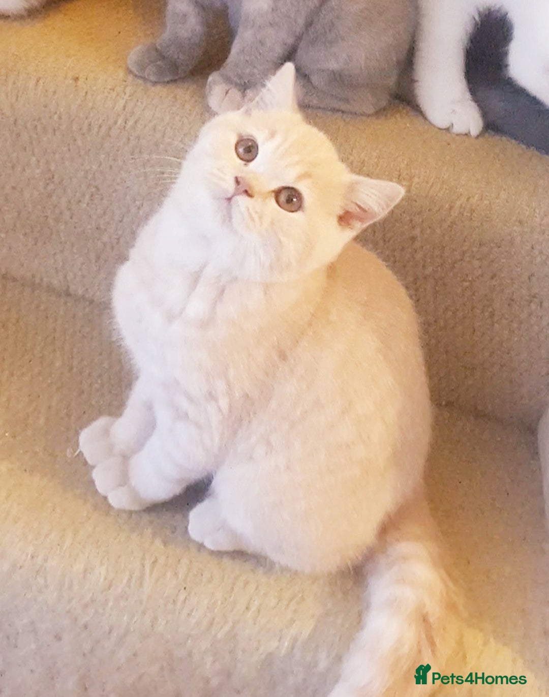 British Shorthair cats for sale: Beautiful British Shorthair Kittens  - Image 4