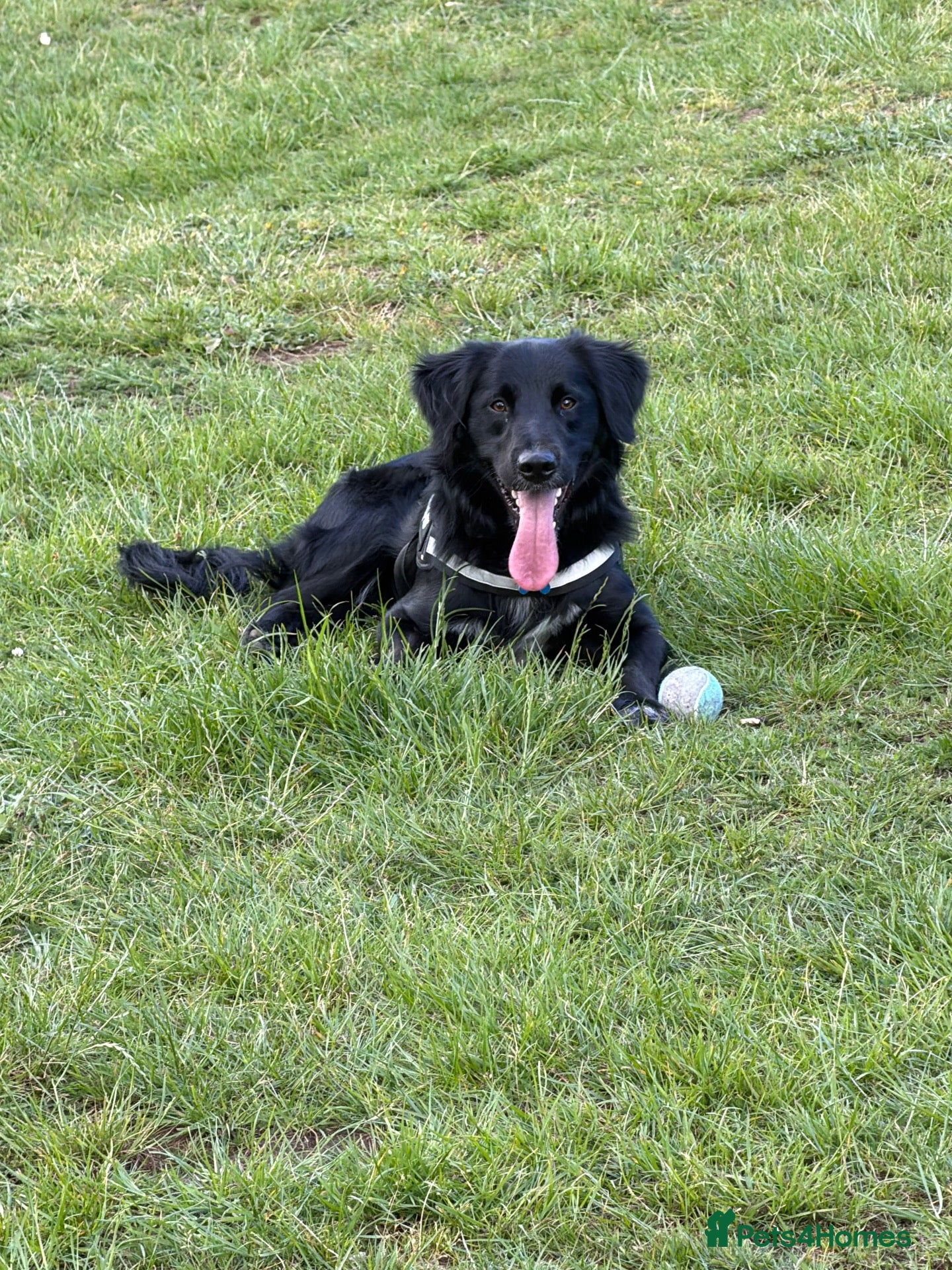 Borador dogs Male 18 month old Borador - Advert 1