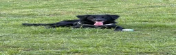 Borador dogs for sale: Male 18 month old Borador in Kenilworth - Advert 1