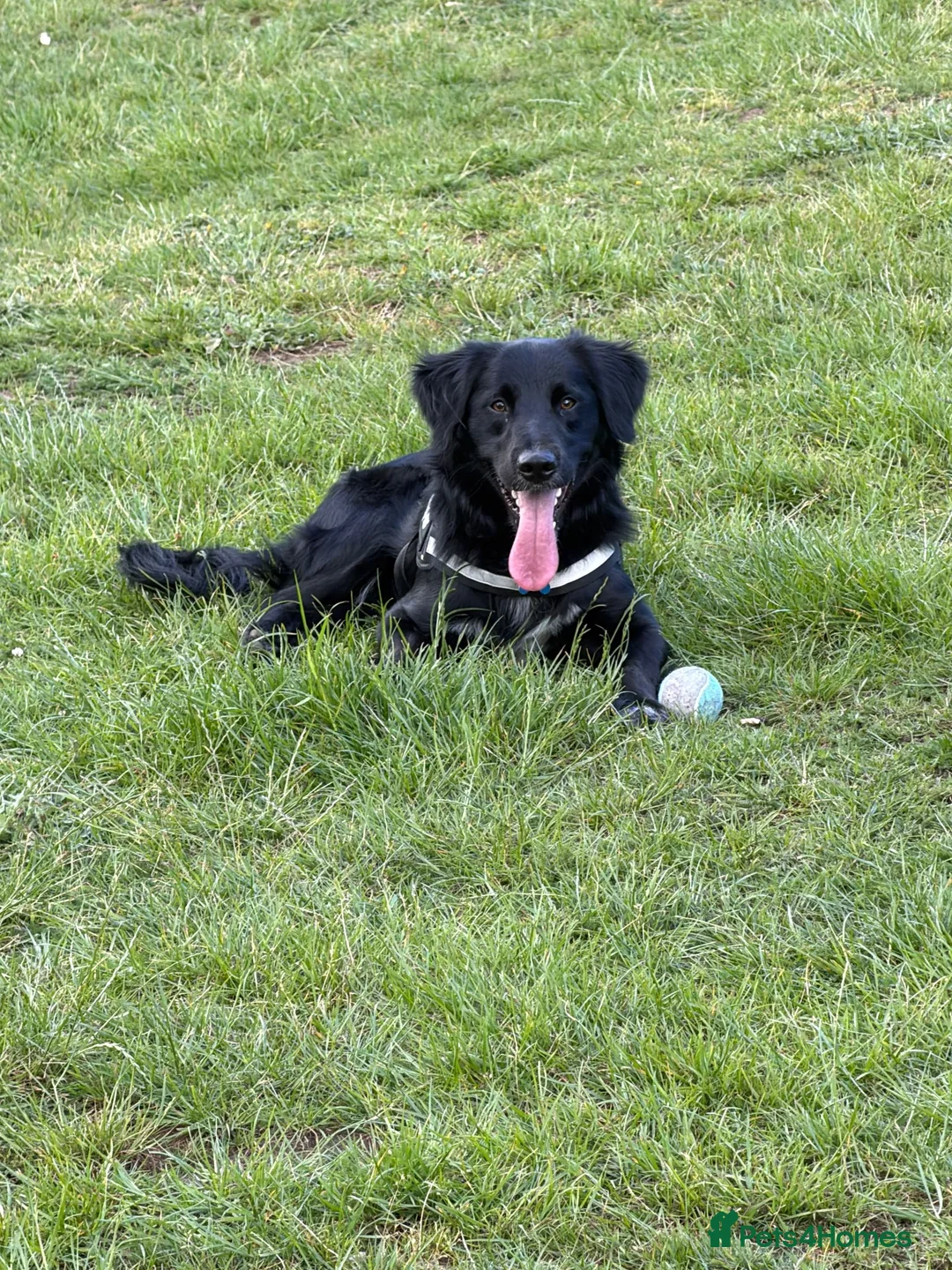 Borador dogs for sale: Male 18 month old Borador in Kenilworth - Advert 1