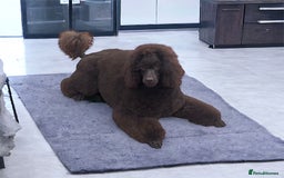 Miniature Poodle dogs for stud: Health tested Miniature Poodle Proven Stud Dog  in Preston - Image 5