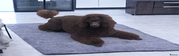 Miniature Poodle dogs for stud: Health tested Miniature Poodle Proven Stud Dog  in Preston - Advert 5