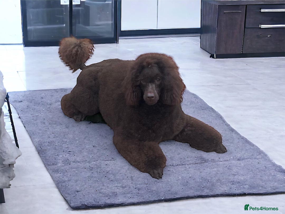 Miniature Poodle dogs for stud: Health tested Miniature Poodle Proven Stud Dog  in Preston - Image 5