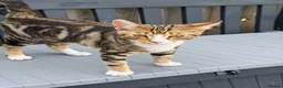 Mixed Breed cats for sale: Beautiful playful kitten  in Luton - Advert 5